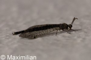 antlion_2024_01.JPG