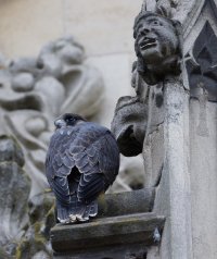 309A0533-DxO_Male_Chick+Gargoyle.jpg