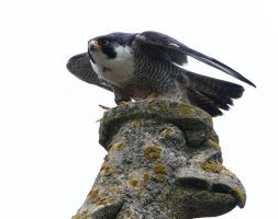 309A0703-DxO_Female_peregrine_St_Botolphs_Gargoyle_1600mm-lss_small.jpeg