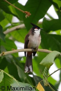 bulbul_2024_01.JPG