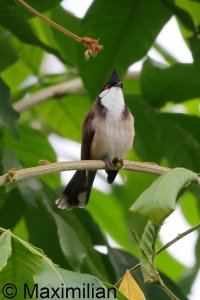 bulbul_2024_02.JPG