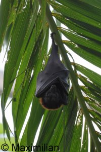 flying_fox_2024_01.JPG