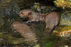giant_otter_02.JPG
