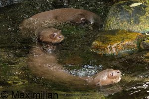 giant_otter_03.JPG