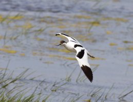 309A1015-DxO_Avocet_Flying-ls-b.jpeg