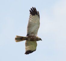 309A1161-DxO_Marsh_Harrier_Flying-ls-s.jpeg