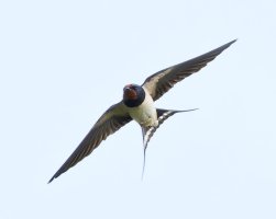 309A1222-DxO_Barn_Swallow_Flying-tsbn.jpeg