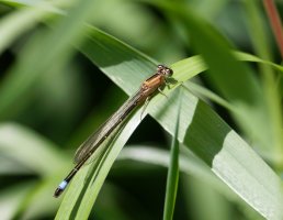 309A1056-DxO_Female_Blue_tailed_damselfly_324mm.jpg