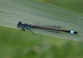 309A1107-DxO_Blue_tailed_damselfly_100-400mm.jpg