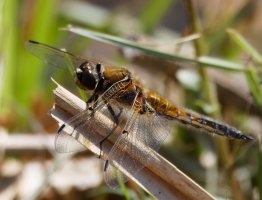 3R3A9089-DxO_4-spot_chaser_dragonfly.jpg