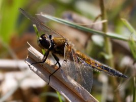 309A1257-DxO_4-spot_chaser_Dragonfly.jpg