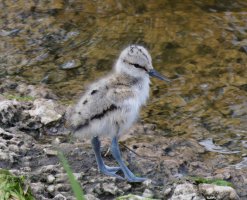 3R3A9027-DxO_Avocet_chick-tsm.jpeg
