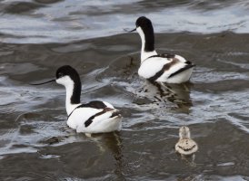 3R3A9029-DxO_Avocets+chick.jpg