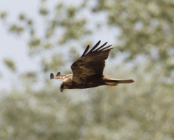 female_marsh_harrier_flying.gif