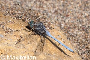 keeled_skimmer_2024_01.JPG