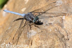 keeled_skimmer_2024_02.JPG