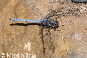 keeled_skimmer_2024_03.JPG