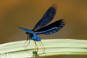 demoiselle_2024_01.JPG