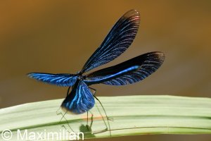 demoiselle_2024_02.JPG