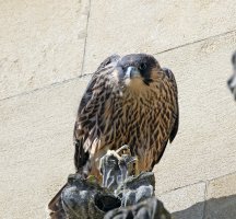 309A1554-DxO_Female_peregrine_chick_shaut.jpg