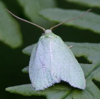 Green Oak Tortrix_4-stack-ts_crop.jpeg