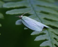 309A1683-DxO_Green Oak Tortrix_side-ts.jpeg
