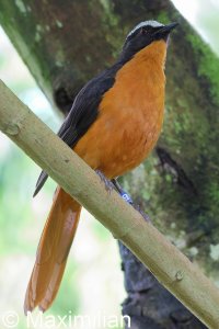 robin_chat_2024_02.JPG