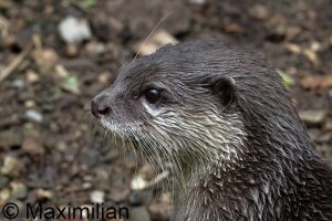 small_otter_2024_01.JPG