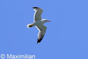 gull_yellow_2024_04.JPG