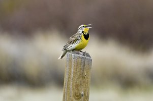 _66A9524_DxO-topaz.jpg