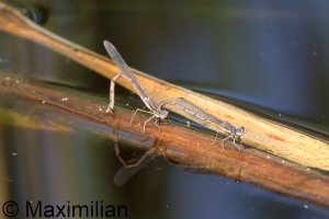 winter_damselfly_2024_06.JPG