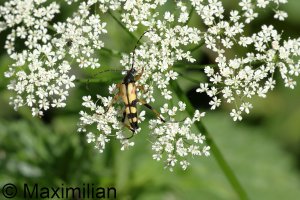 spotted_ longhorn_2024_01.JPG