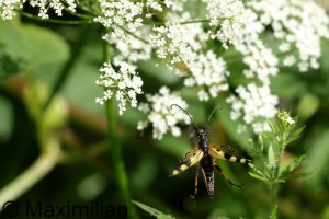 spotted_ longhorn_2024_02.JPG