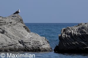 gull_yellow_2024_01.JPG