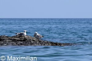gull_yellow_2024_02.JPG