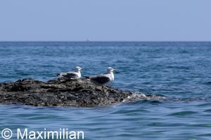 gull_yellow_2024_03.JPG