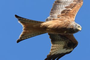 Rotmilan naher Vorbeiflug Teufelsmauer 2024-04-23 Kopie.jpeg