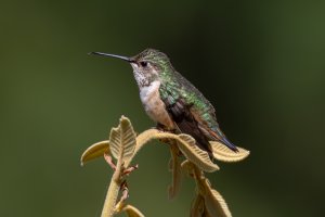 E57A2977-Enhanced-NR-Edit.jpg