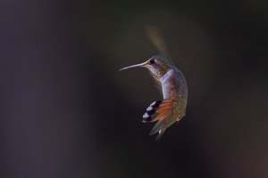 E57A2938-Enhanced-NR-Edit.jpg