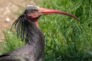 waldrapp_2024_01.JPG