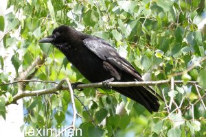 crow_2024_01.JPG
