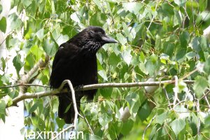 crow_2024_02.JPG
