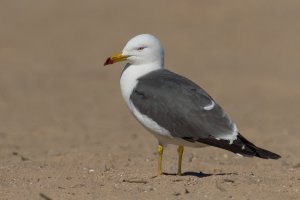 Black-tailed Gull (adult-spring) 2024-100.jpg