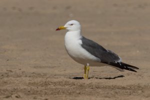 Black-tailed Gull (adult-spring) 2024-101.jpg