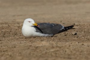 Black-tailed Gull (adult-spring) 2024-103.jpg