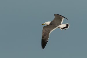 Black-tailed Gull (adult-spring) 2024-104.jpg