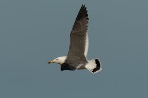 Black-tailed Gull (adult-spring) 2024-106.jpg