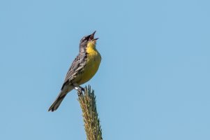 Kirtland's Warbler (male-summer) 2024-100.jpg