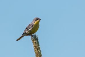 Kirtland's Warbler (male-summer) 2024-101.jpg