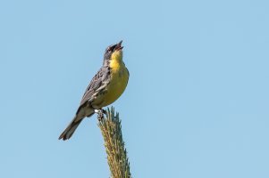 Kirtland's Warbler (male-summer) 2024-102.jpg